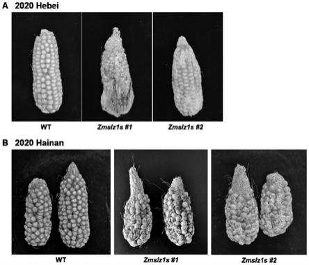从玉米中分离的SIZ1蛋白及其编码基因和在品种改良中的应用的制作方法