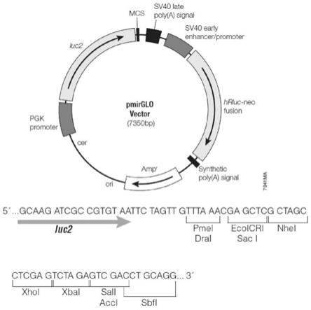 一种调控FZD9的非编码RNA及其应用的制作方法