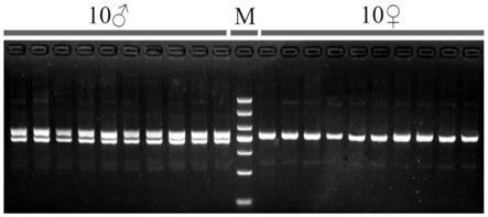 一种鉴别长吻鮠遗传性别的分子标记及应用的制作方法