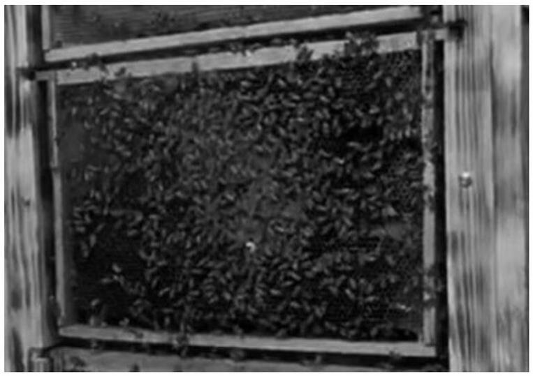 一种蜜蜂行为动态观测的系统及方法与流程