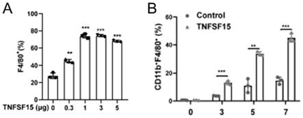 TNFSF15蛋白在促进骨髓干细胞分化为巨噬细胞并扩增中的用途的制作方法