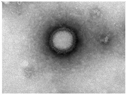 以B型流感病毒为载体的新型冠状病毒疫苗候选株及其构建方法和应用与流程