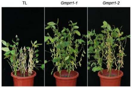 大豆GmPRR1基因在调控大豆主茎节数中的应用