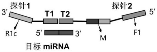 一种检测miRNA的CDA探针引物组、试剂盒及其应用