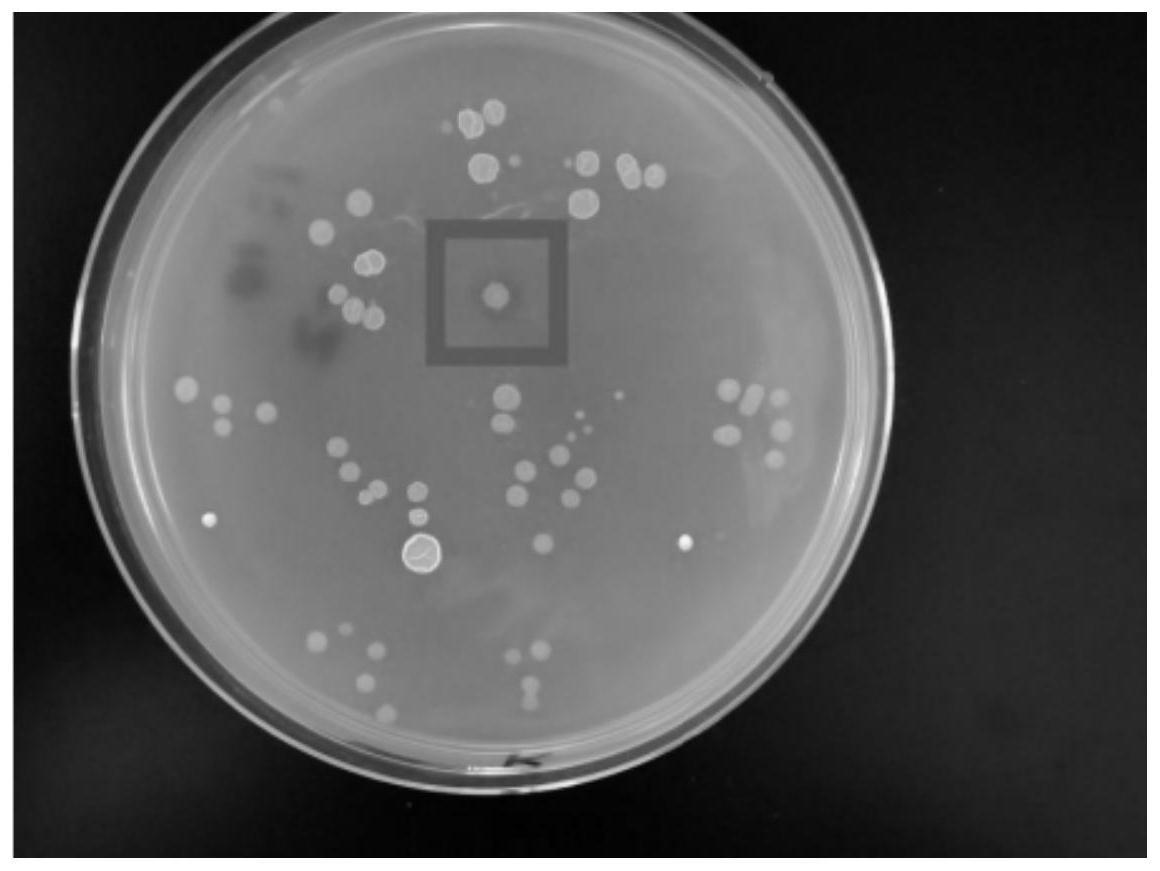 一株解钾抗病的暹罗芽孢杆菌KY758及其应用的制作方法