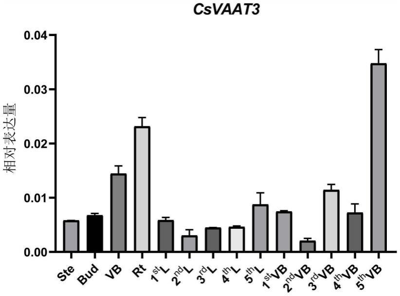 茶树CsVAAT3基因及其应用
