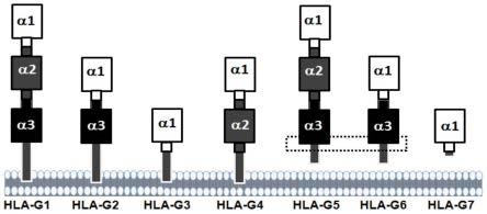 一种抗HLA-G异构体分子HLA-G5及HLA-G6的单克隆抗体及其用途的制作方法