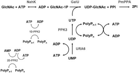 用于制备UDP-GlcNAc的酶方法与流程