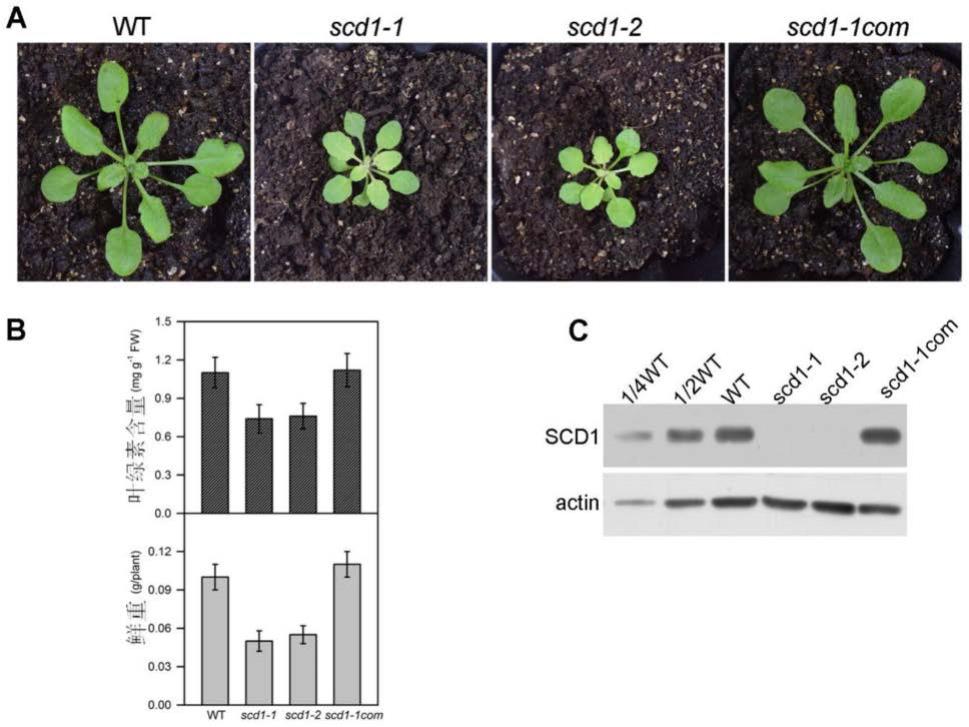 与植物光合功能相关的基因SCD1及其编码蛋白的应用以及相关生物材料