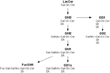 抗岩藻糖基-GM1抗体的制作方法