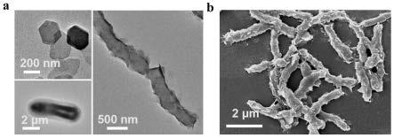 一种锌铝类水滑石-痤疮丙酸杆菌细菌杂化材料及其制备方法、应用