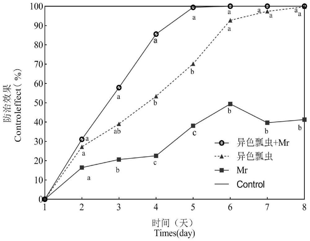 异色瓢虫协同昆虫病原真菌防治蚜虫的方法及应用