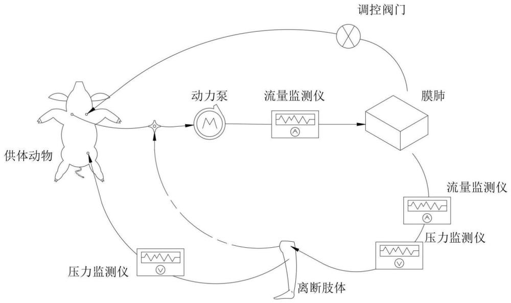 离断肢体血液交叉循环系统的制作方法