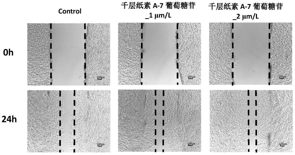 千层纸素A-7葡萄糖苷在制备促伤口愈合药物中的应用的制作方法