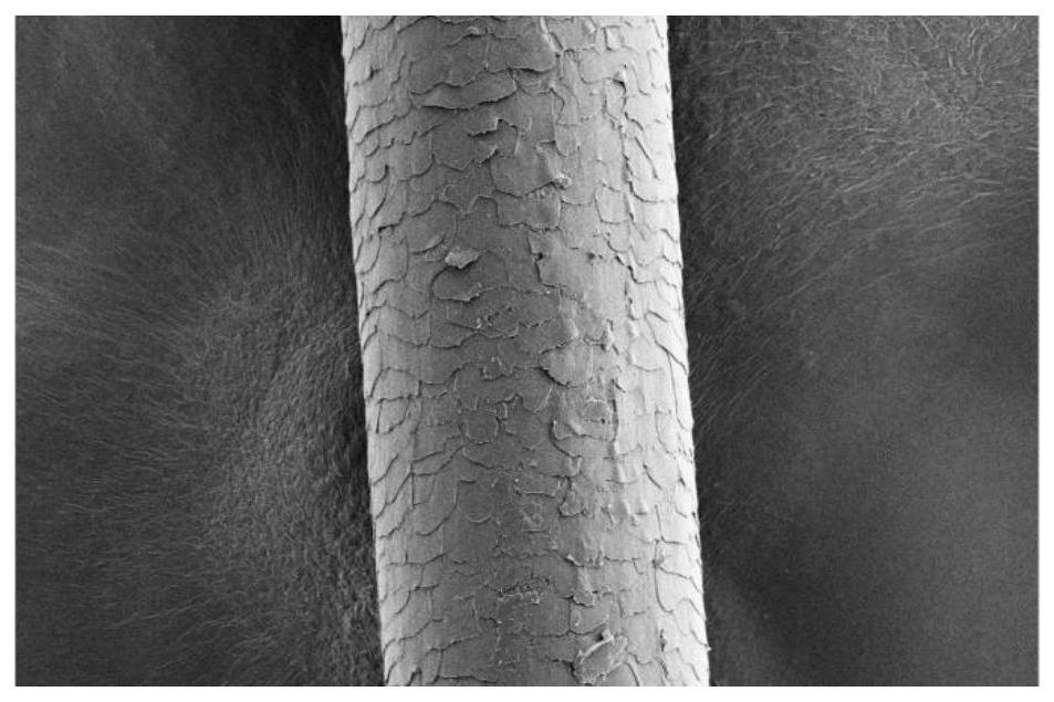 一种特定分子量组成的水解蚕丝组合物、其制备方法及其应用与流程