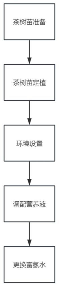 一种水培茶树栽培方法与流程