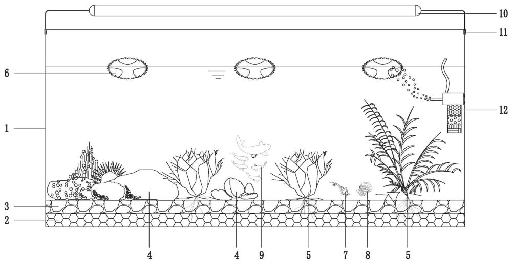 一种室内鱼缸的水生态系统构建方法
