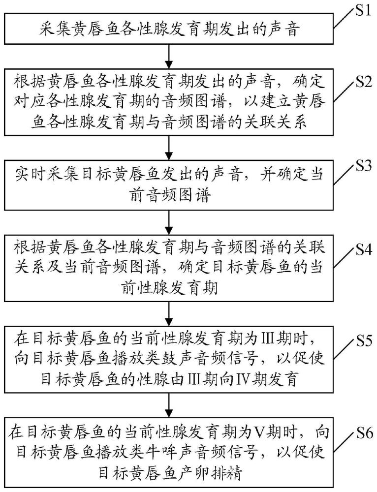 一种黄唇鱼性腺发育音频诱导方法及装置与流程