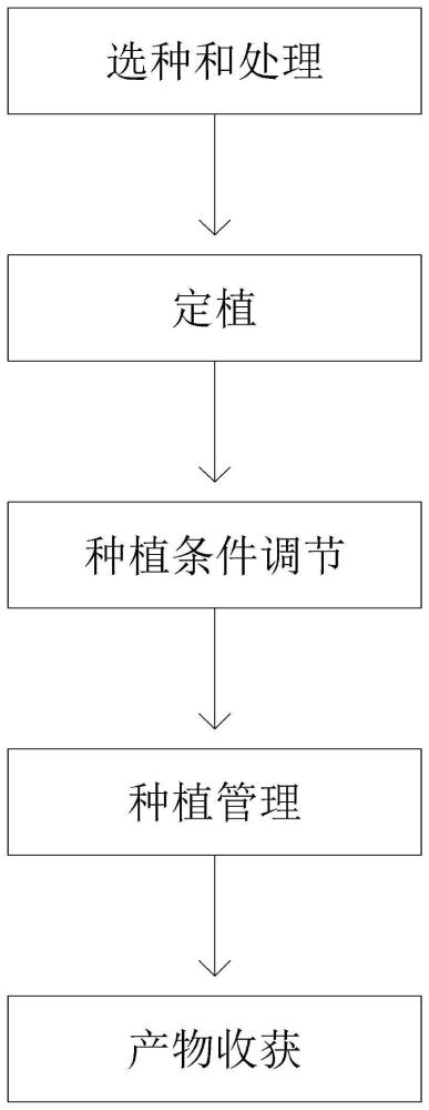 一种具有观赏性和食用性的辣椒的种植方法与流程