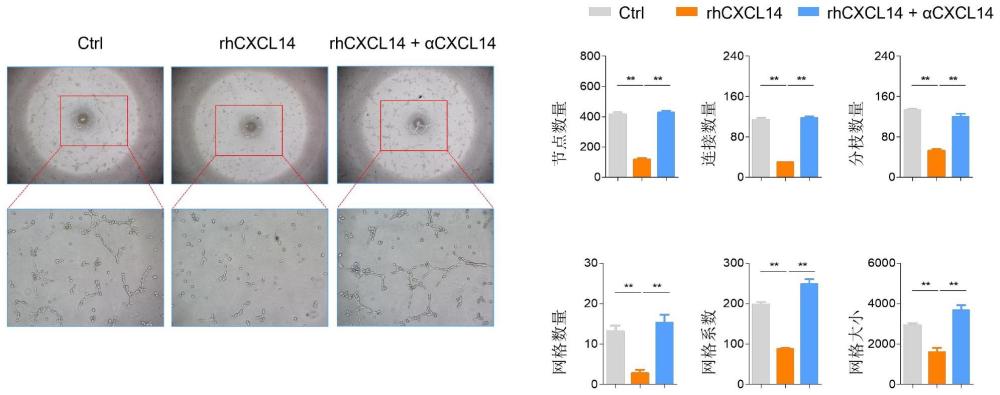 CXCL14重组蛋白在制备抑制角膜新生血管形成药物中的应用的制作方法