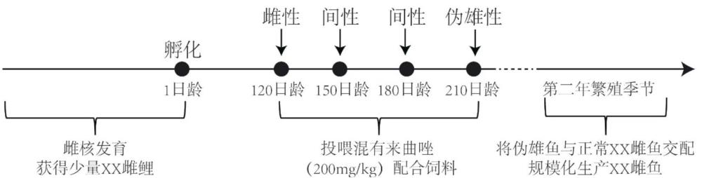 一种基于已分化卵巢快速规模化生产全雌黄河鲤的方法和应用