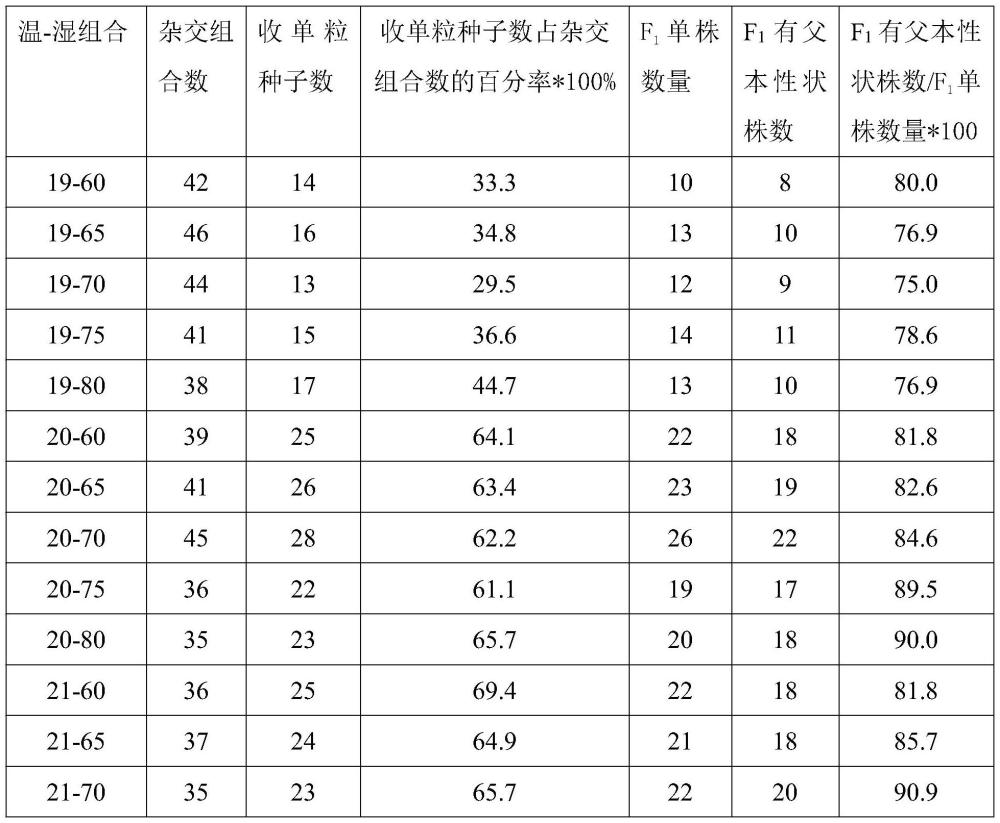 一种苦荞高效杂交方法