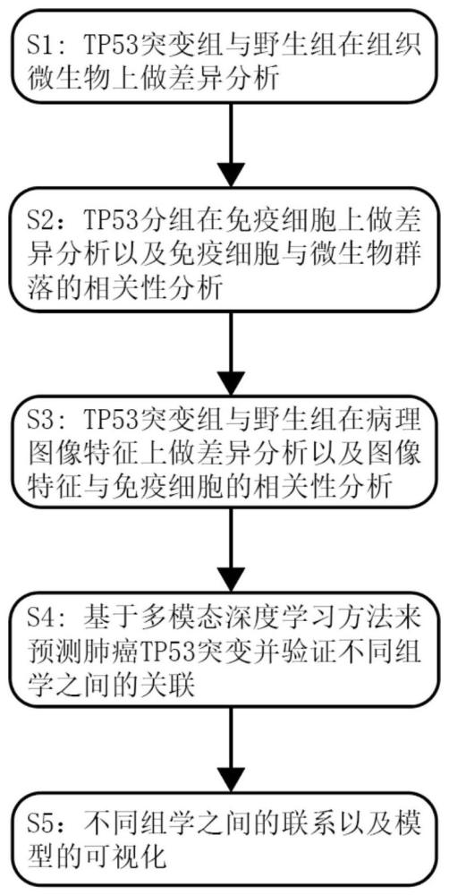 用于揭示肺癌亚型TP53突变所引起的不同组学之间内在联系的方法