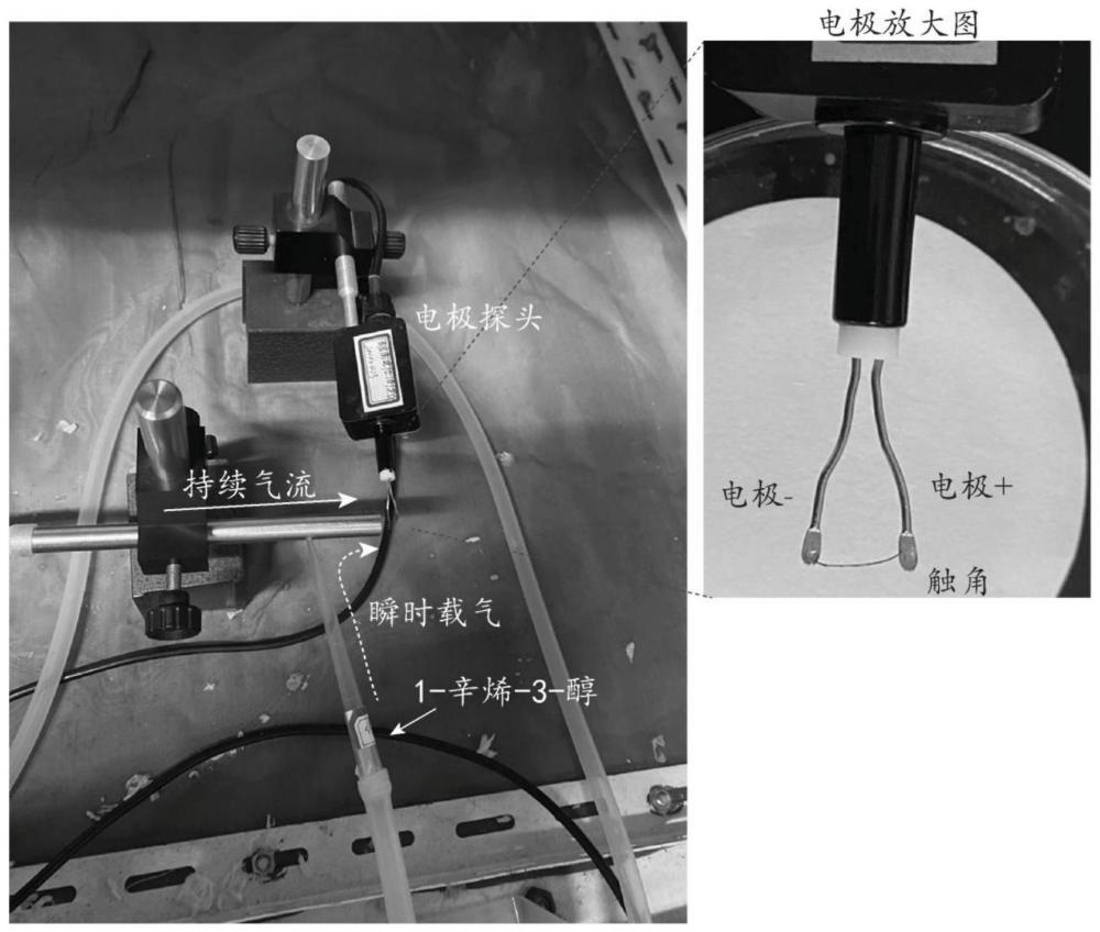 1-辛烯-3-醇作为点蜂缘蝽诱捕剂成分的应用