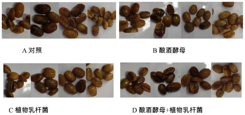 一种微生物发酵增加烘焙咖啡豆中吡嗪类成分的方法