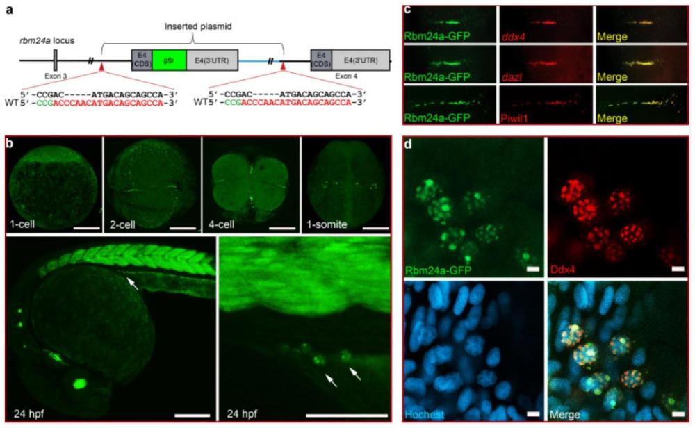 靶向Rbm24a控制鱼类育性的应用