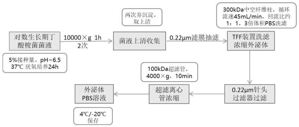 一种丁酸梭菌外泌体的制备方法及应用与流程