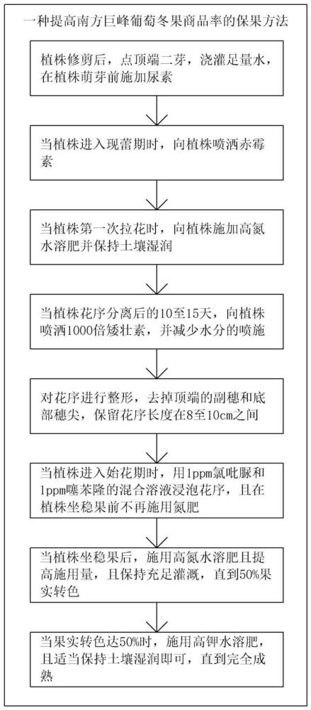 一种提高南方巨峰葡萄冬果商品率的保果方法