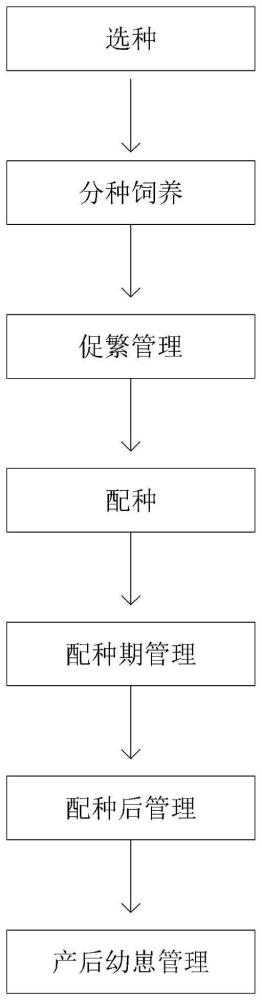 一种德保矮马繁育的方法