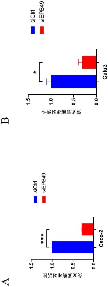 EPB49siRNA及在制备呼吸道病毒病治疗药物上的应用