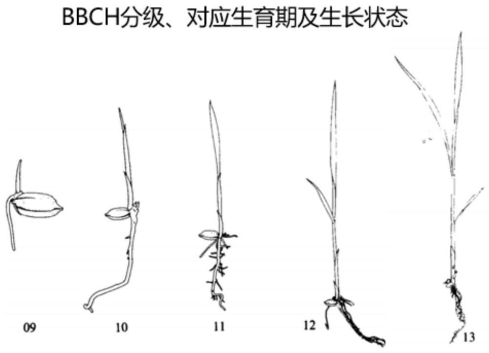 防除直播水稻田中杂草的方法与流程