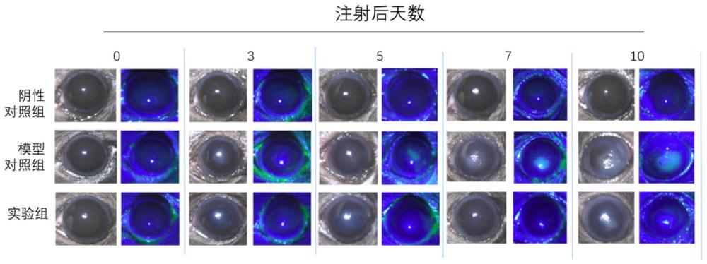 YAP/TAZ抑制剂-2在制备预防和/或治疗由病原微生物感染引起的角膜疾病药物中的应用