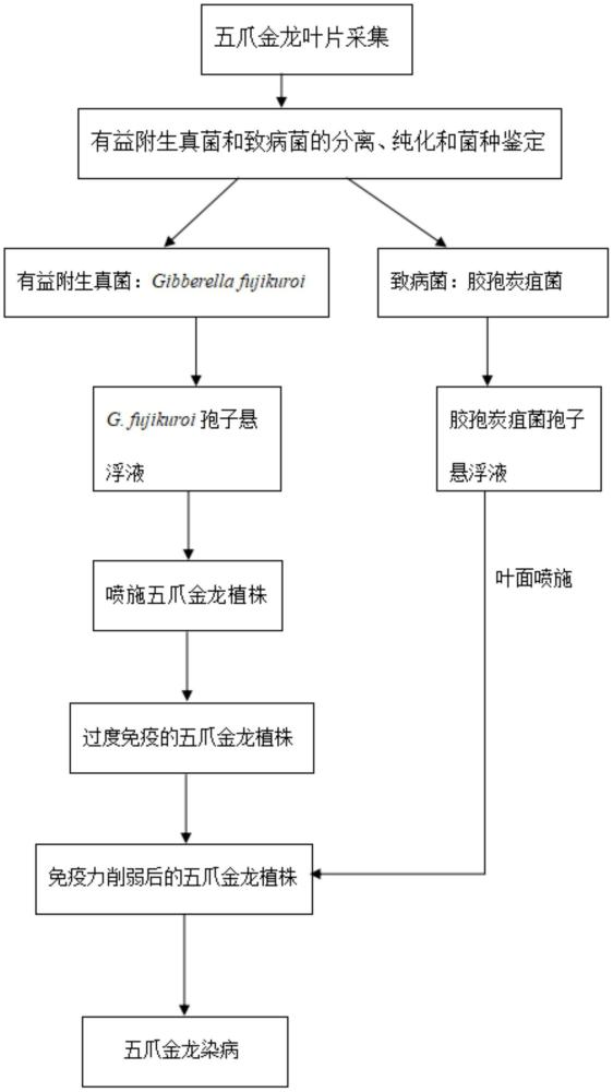 一种有益附生真菌与致病菌依次联用控制五爪金龙的方法