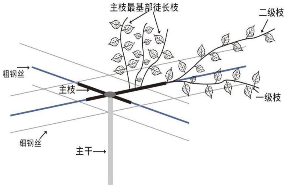 一种果桑十字型平面棚架省力化栽培管理方法