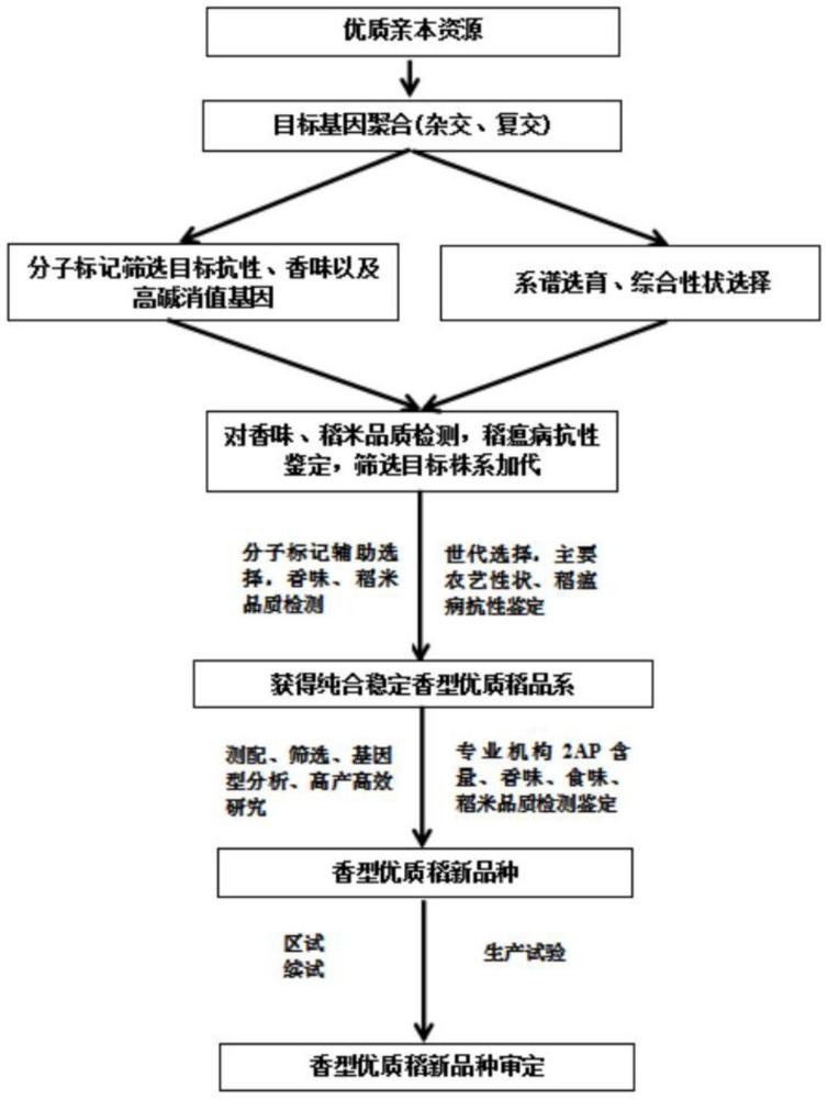 一种基于抗倒伏与抗旱性的香型优质稻育种方法与流程