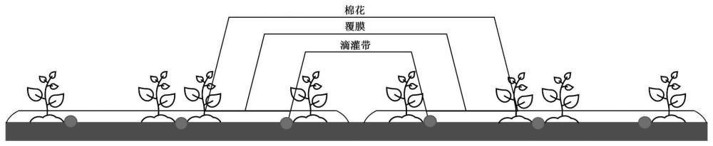 一种适用于盐碱地的一膜四行干播湿出棉花灌溉优化方法