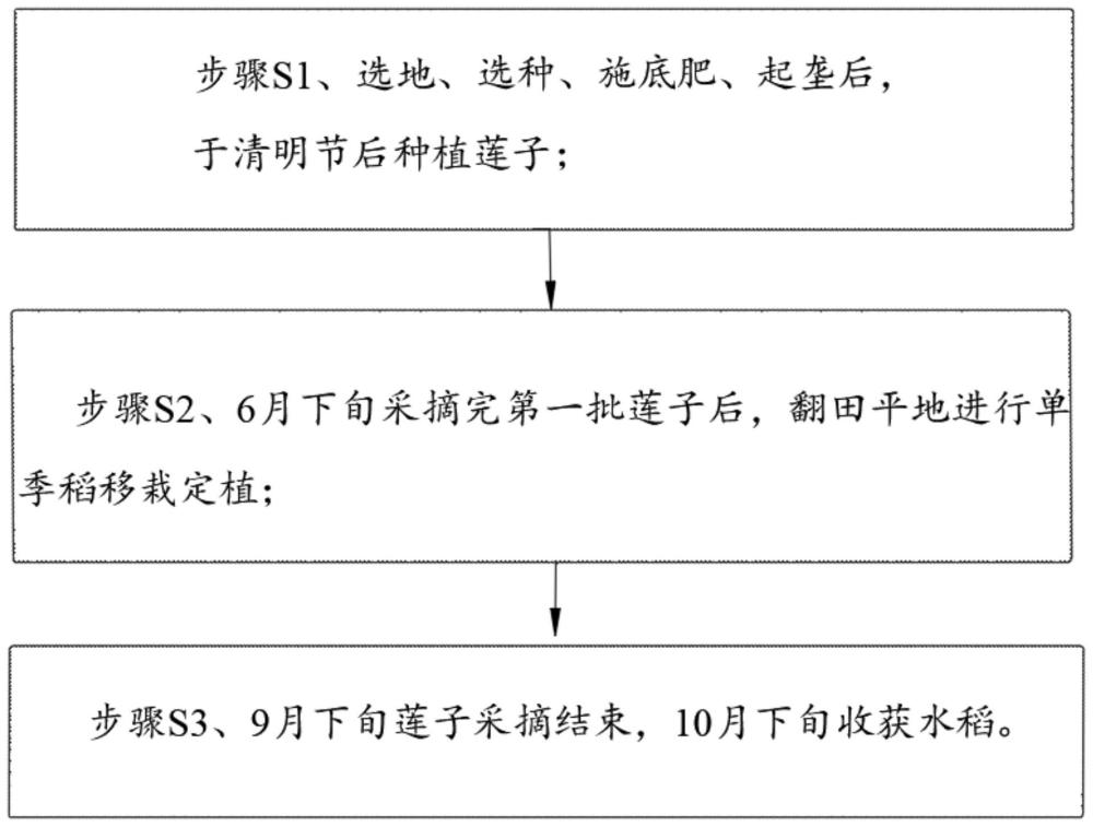 一种莲子-单季晚稻混种方法及莲子种植设备与流程