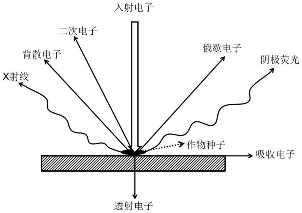 一种使用扫描电镜辐射诱变育种方法