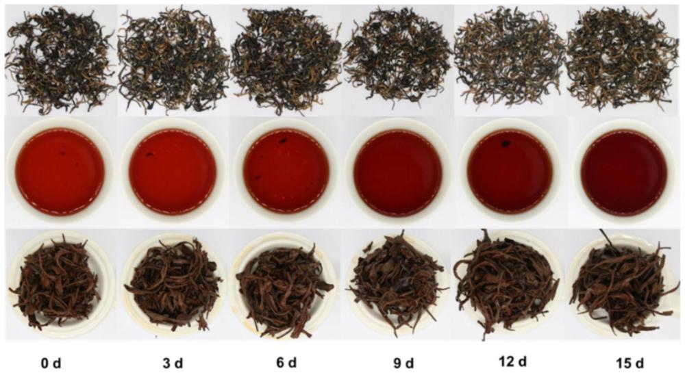 一种艾米斯托克篮状菌发酵茶及其制备方法