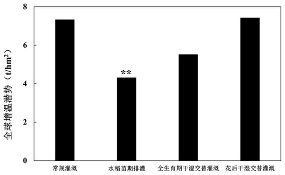 一种减少稻田温室气体排放效应的水稻苗期排灌方法