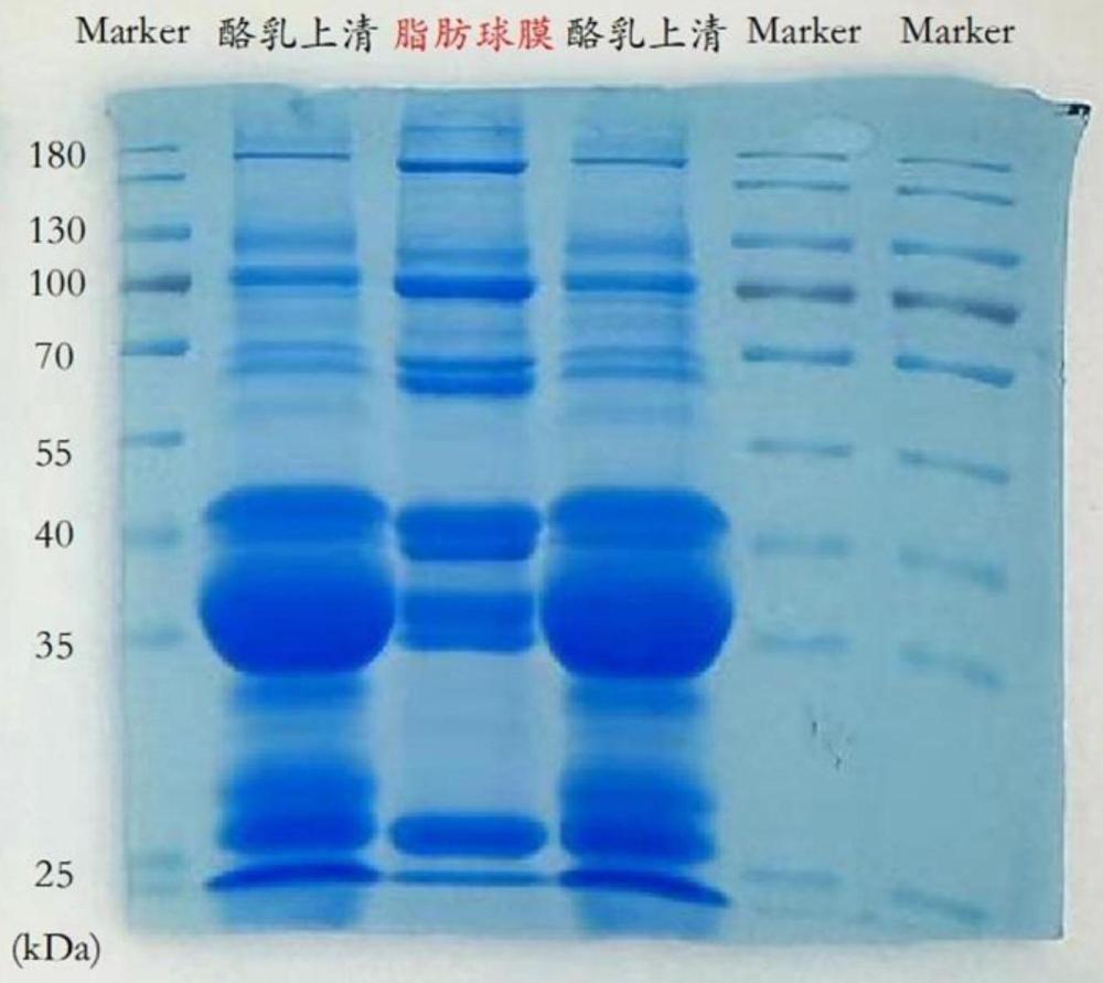 一种简易富集乳脂肪球膜的方法