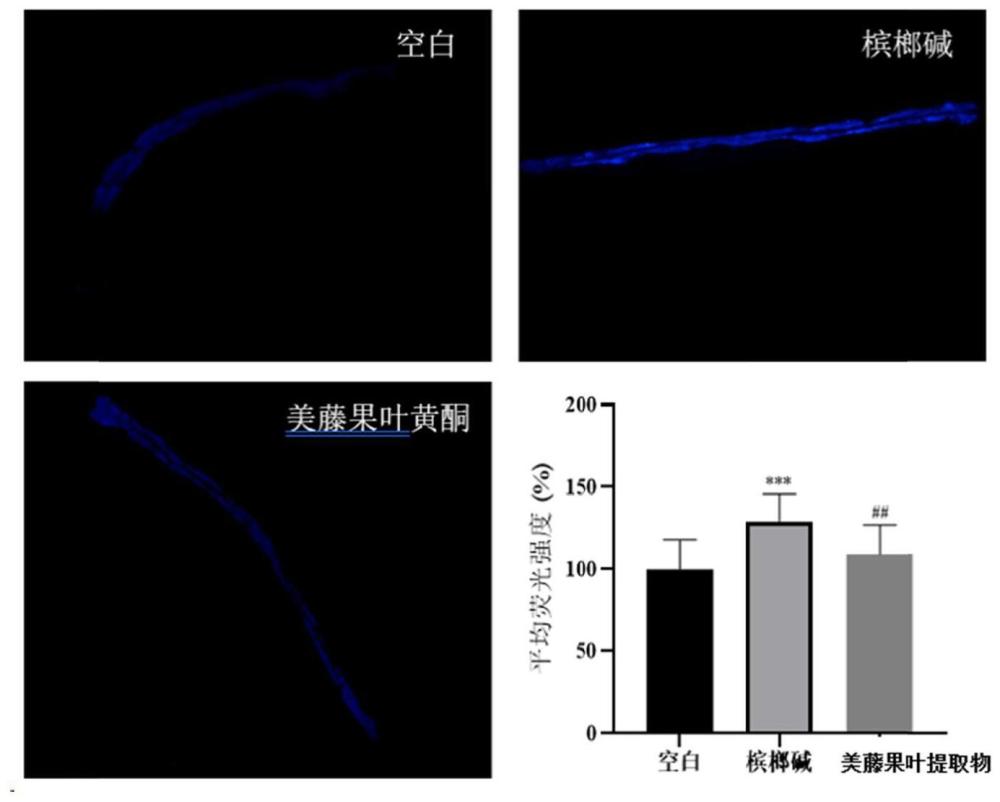 美藤果叶提取物在降低槟榔碱毒性中的应用