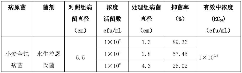 水生拉恩氏菌用于制备抗植物全蚀病菌制剂的应用