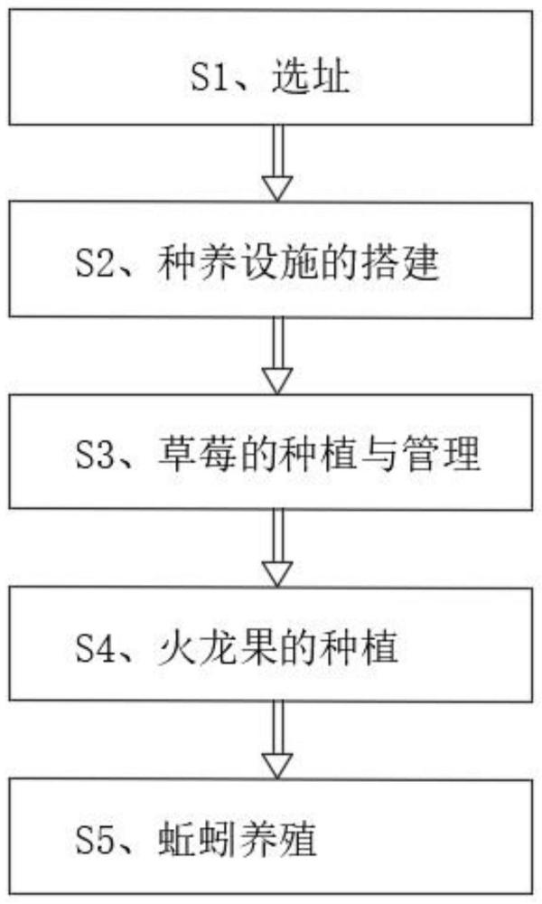 一种蚯蚓、草莓、火龙果共生种养方法