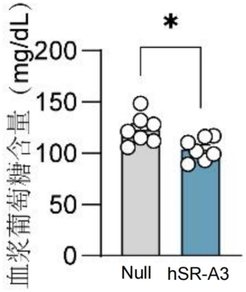 A类清道夫受体3或提高A类清道夫受体3表达量的试剂在制备降血糖的产品中的应用