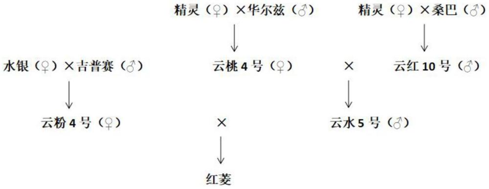 一种瓣型新颖的切花香石竹的培育方法与流程